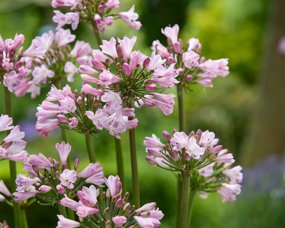 Agapanthus ‘Poppin’ Pink’: Nach 21 Jahren Züchtung gelingt die rosa Schmucklilie