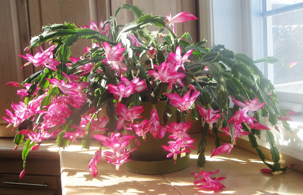 Weihnachtskaktus: So gelingt die Blüte im Winter