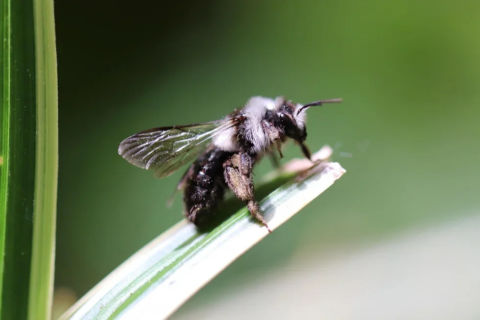 178 Wildbienenarten in einem einzigen Privatgarten