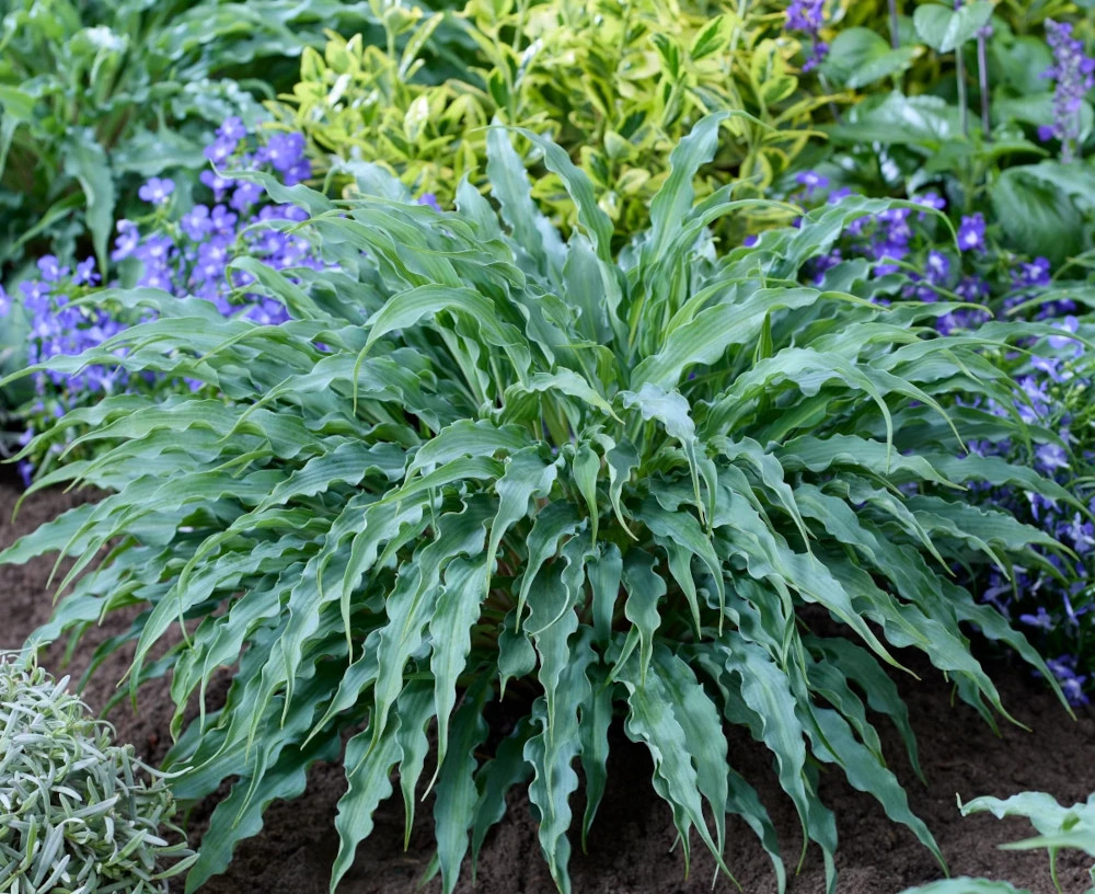 Hosta ‘Silly String’: Eine Funkie mit ungewöhnlichem Schwung
