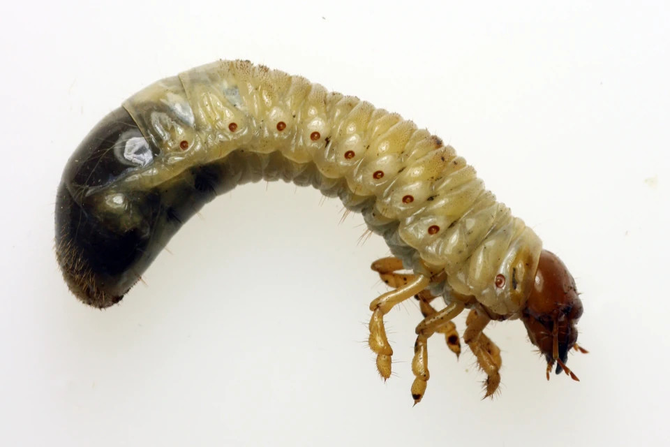 Pilze gegen Engerlinge – biologische Helfer im Kampf um den Rasen