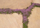 Pflasterfugen begrünen: Die besten Pflanzen für Gartenwege und Terrassen