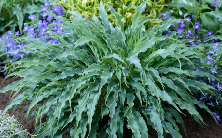 Hosta ‘Silly String’: Eine Funkie mit ungewöhnlichem Schwung