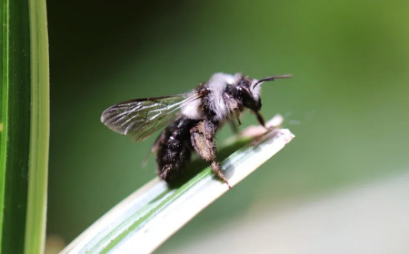 178 Wildbienenarten in einem einzigen Privatgarten
