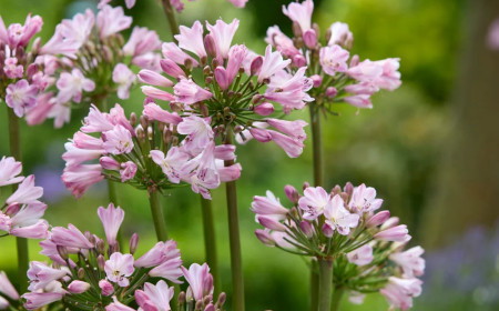 Agapanthus ‘Poppin’ Pink’: Nach 21 Jahren Züchtung gelingt die rosa Schmucklilie