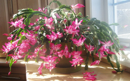 Weihnachtskaktus: So gelingt die Blüte im Winter