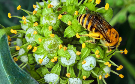 Efeu: Eine der wertvollsten Bienenweiden im Herbst