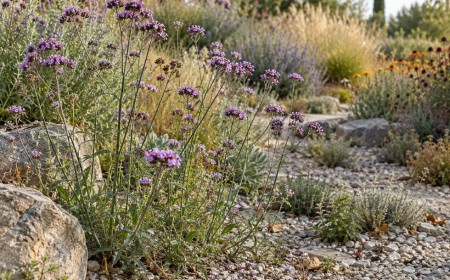 Xeriscaping: Blühende Gärten mit weniger Wasser