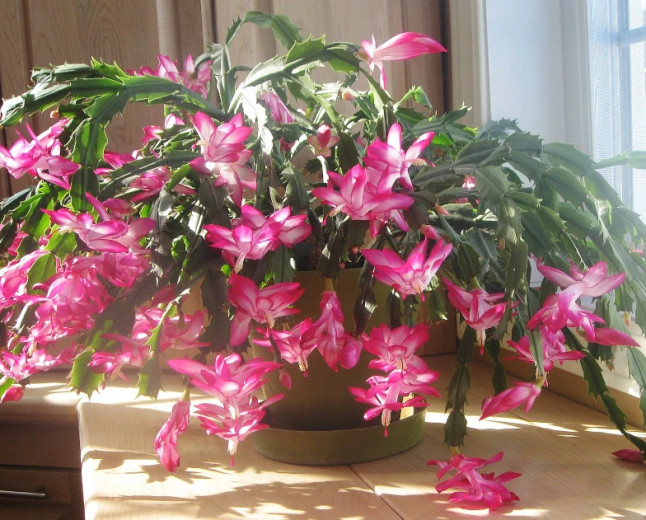 Weihnachtskaktus: So gelingt die Blüte im Winter