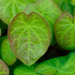 Epimedium