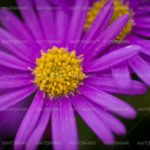 7335960572_3e6a05bc19_k