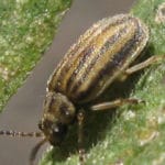 ambrosia_blattkäfer