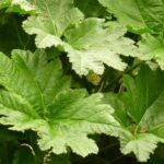 gunnera