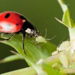 marienkäfer-frisst-blattlaus