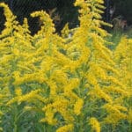 solidaga_canadensis
