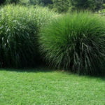 Miscanthus