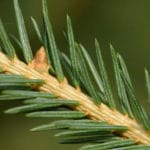 picea-abies