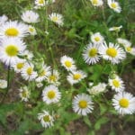 Erigeron_annuus