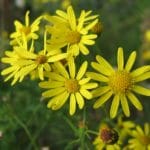 Senecio_inaequidens