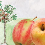 Crony_Apfelbaum_Duo