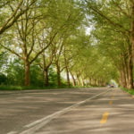 Platanen_Alle_Winterthur