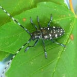 asiatischer_laubbockholzkäfer