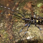 asiatischer_laubbockholzkäfer_2