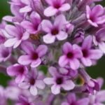 buddleja_unique