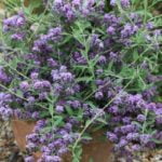 buddleja_unique_2