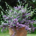 buddleja_unique_3