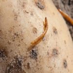 drahtwurm-in-kartoffel