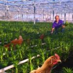 hühner_im_gewächshaus