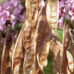 Cercis_Hülsenfrüchte