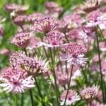 astrantia-roma