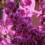 cercis_siliquastrum