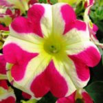 petunie_sinnliche_sissi_2