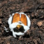 japankäfer mit pilzbefall