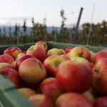 Apfelernte im Berner Seeland, 20.10.15