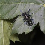 Asiatischer_Laubholzbockkaefer