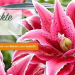 bakker_homepage