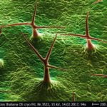 haare_ackerschmalwand