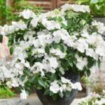 hortensie_runaway_bride