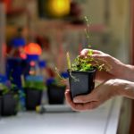 Pflanze im Klimawandel