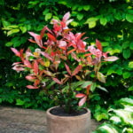 photinia_devils_dream