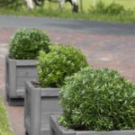 rhododendron-bloombux