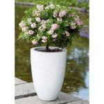 rhododendron-bloombux_2