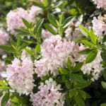 rhododendron-bloombux_4
