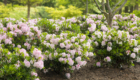 rhododendron-bloombux_5
