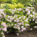 rhododendron-bloombux_5