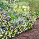 rhododendron-bloombux_6